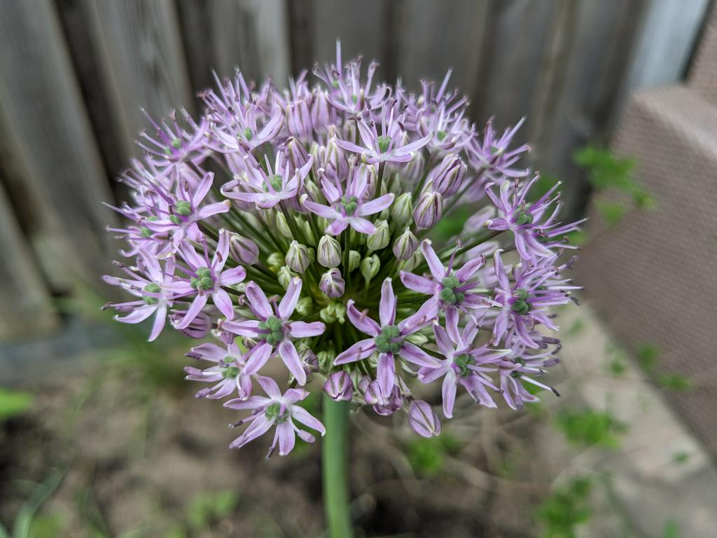Close up of a tall flower, blooming into a purple sphere