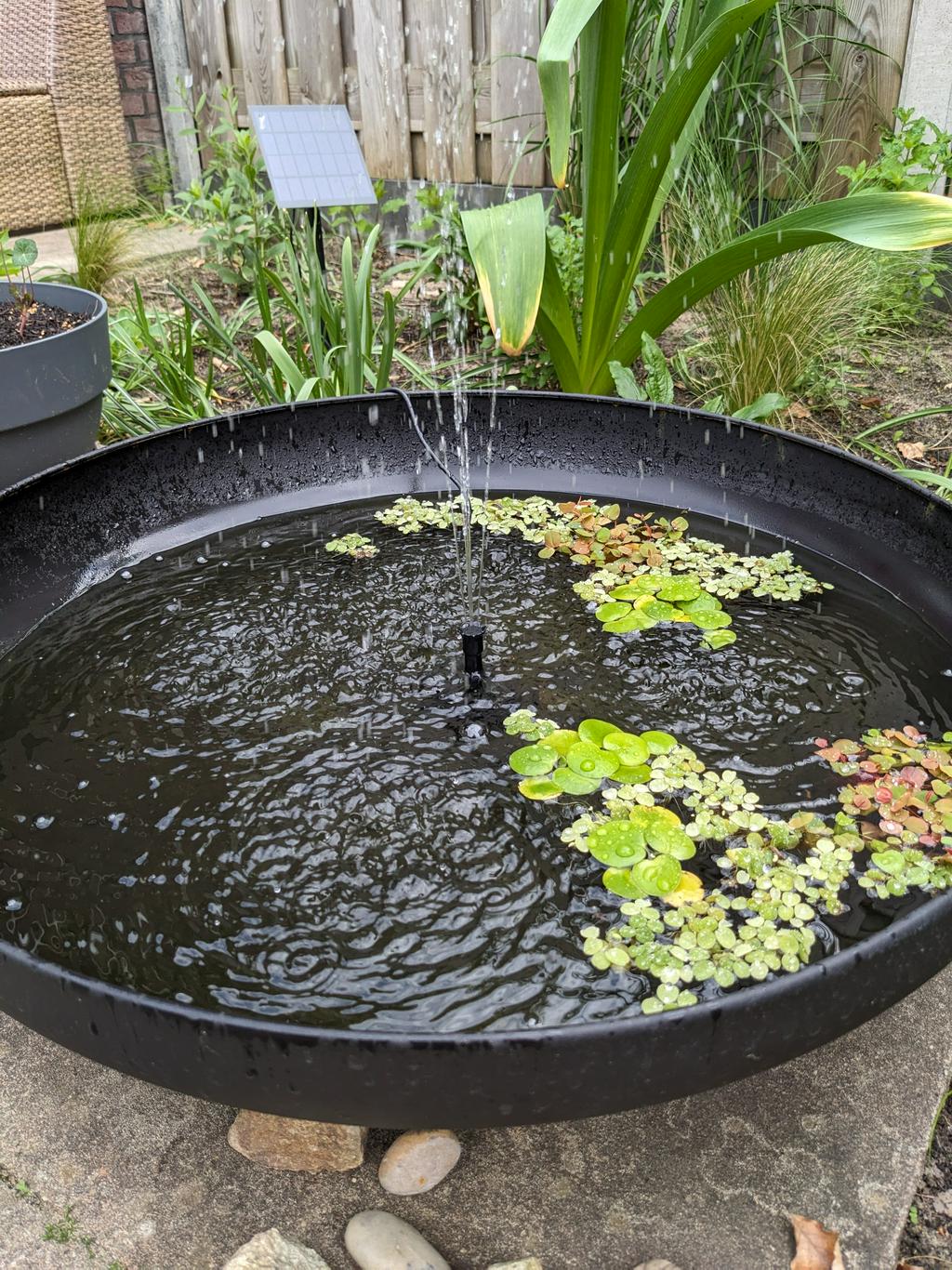Small basin with solar-powered fountain and a bunch of water plants floating on the surface