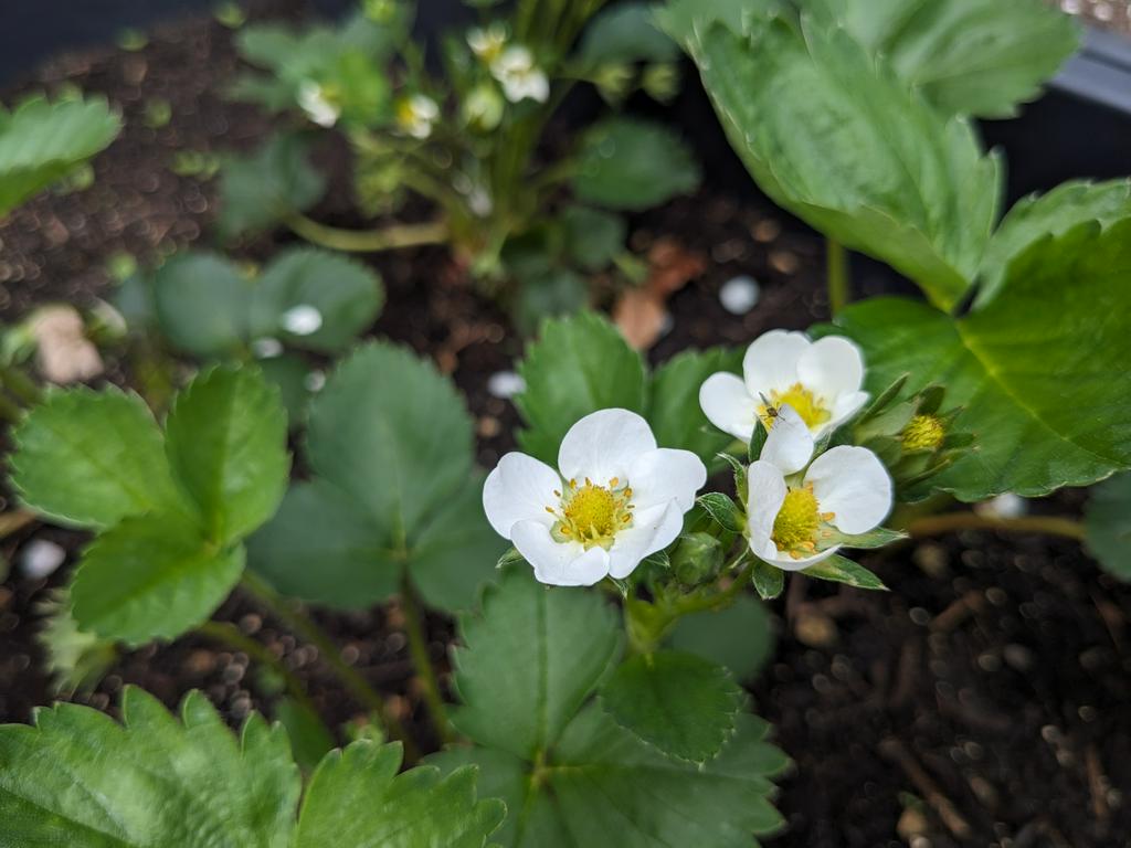 Close up of a strawberry plants blossom. There's also a tiny fly, that I didn't see when I took the photo