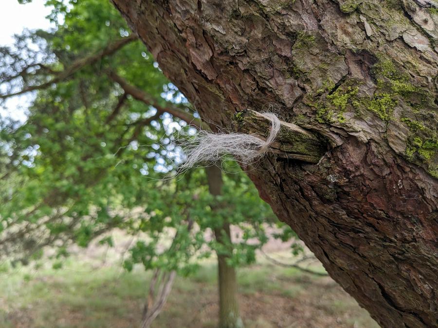 Found a bit of sheep's wool tied to a tree branch stub.