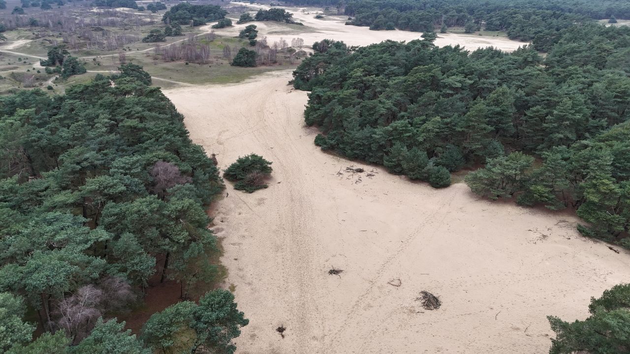 Flying over the sand dunes, surrounded by pines