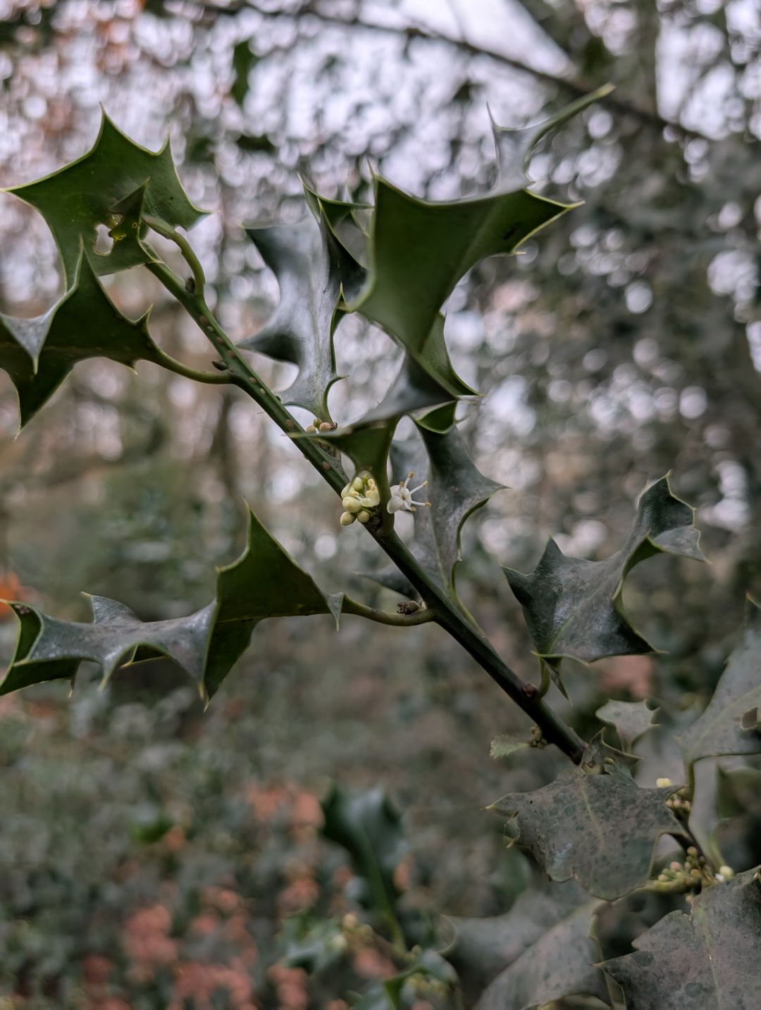 Some new buds and flowers on a Holly bush
