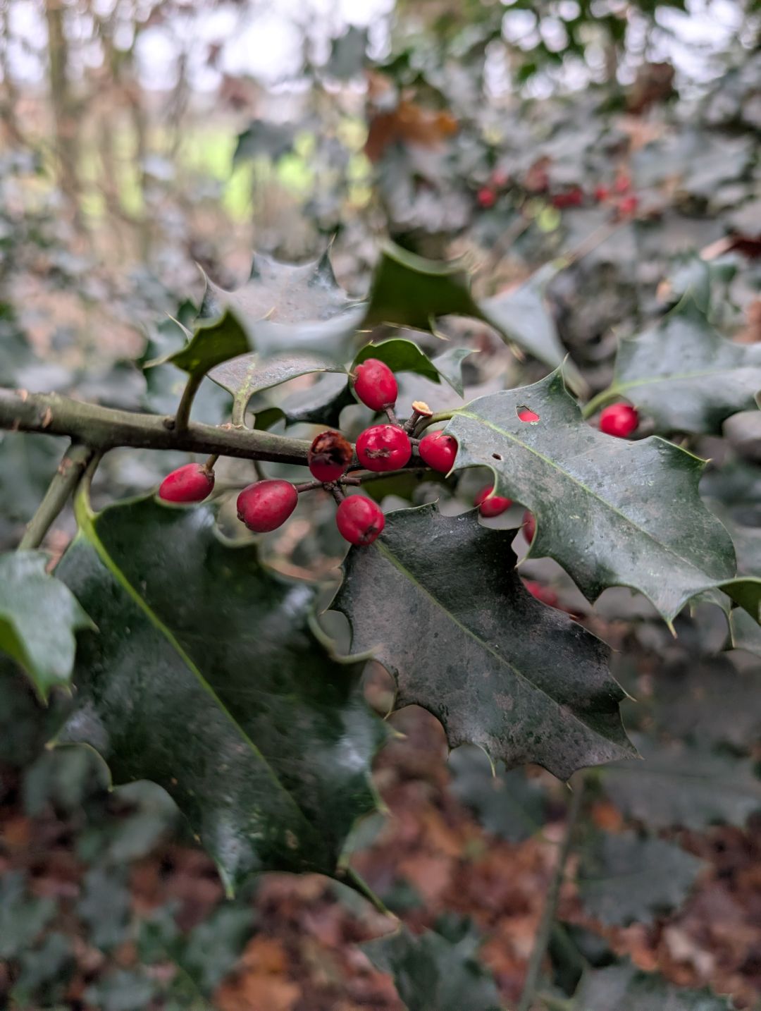 Red berries on a, somewhat dirty, Holly bush