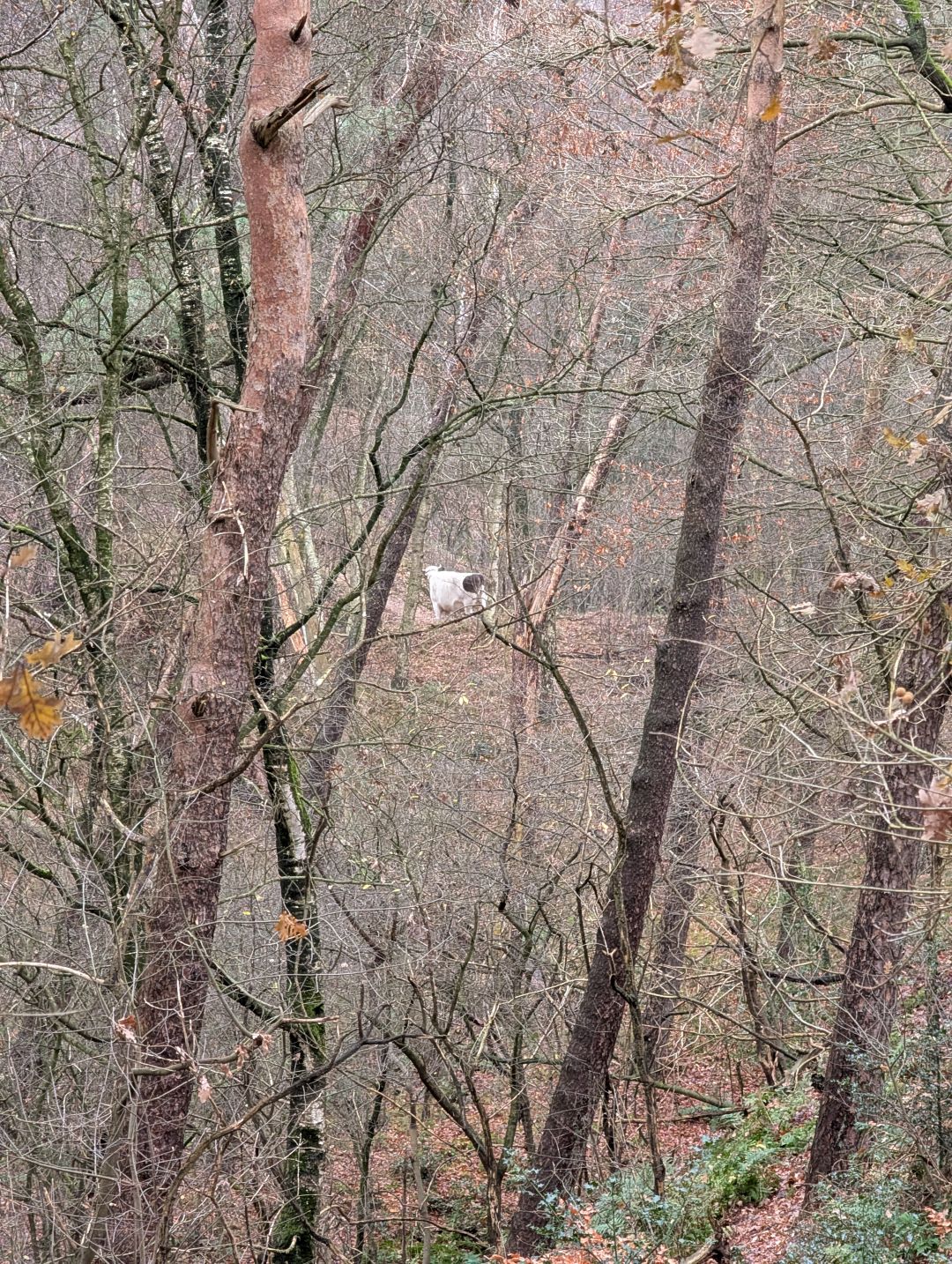 A white cow, free roaming near the path.