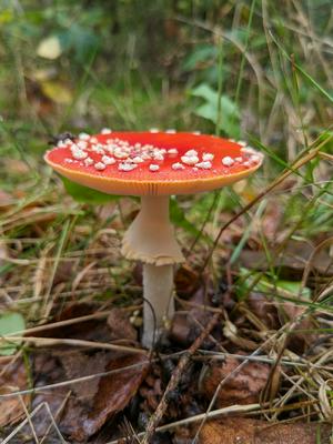 This mushroom is ready to spread its wings. Or spores.