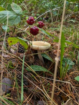 Grass, mushrooms, pinecones and brambles. Autumn in once picture.