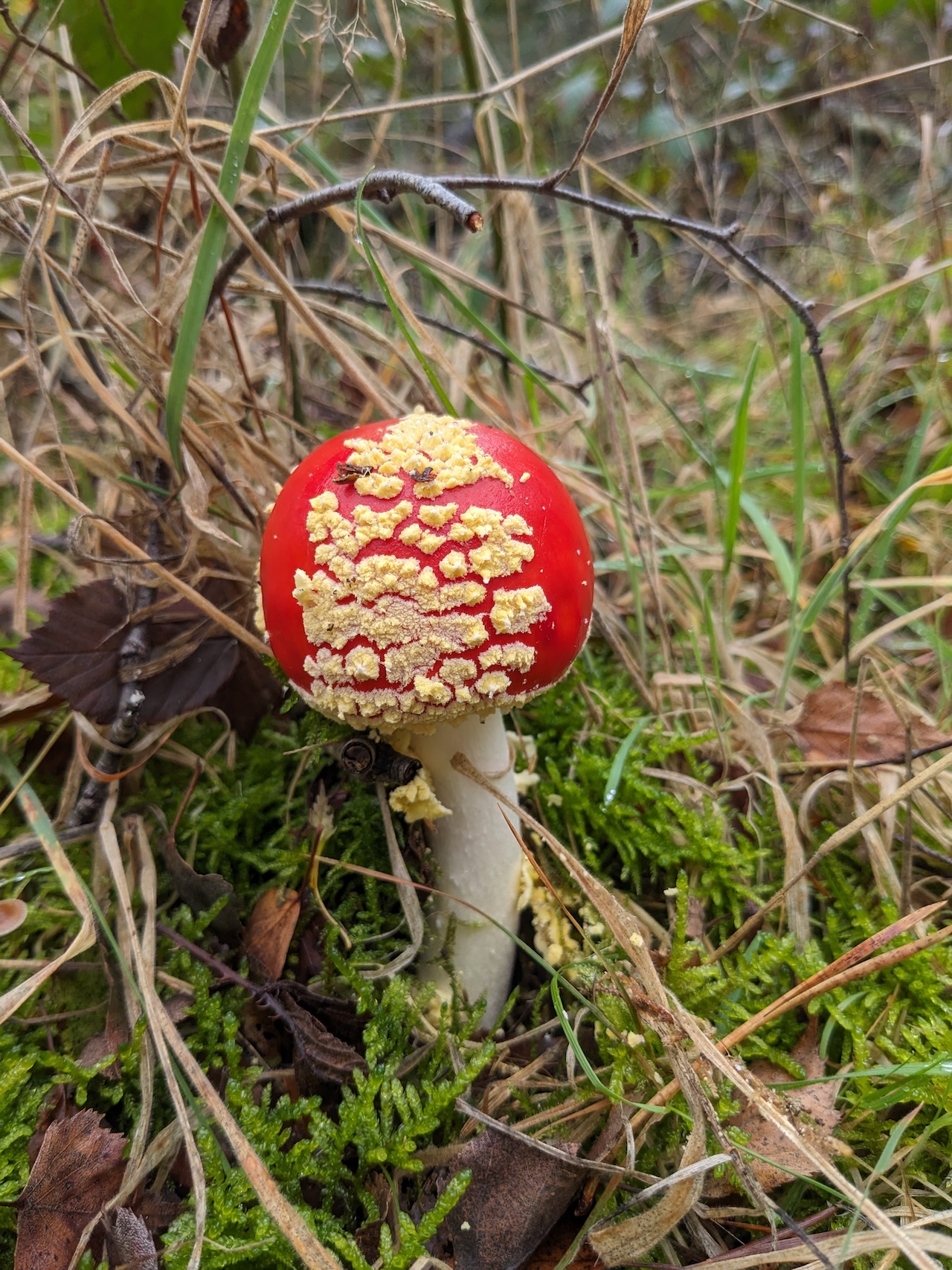 Mushroom