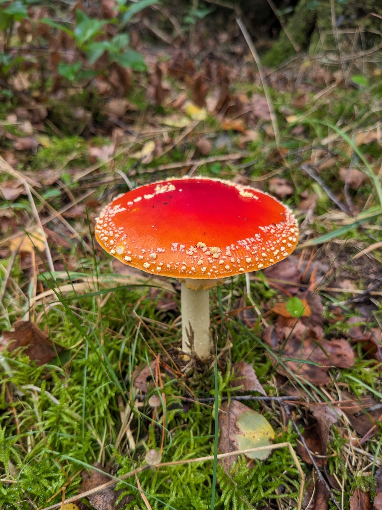Mushroom