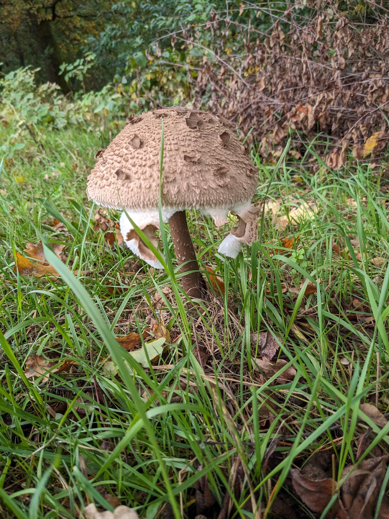 Mushroom