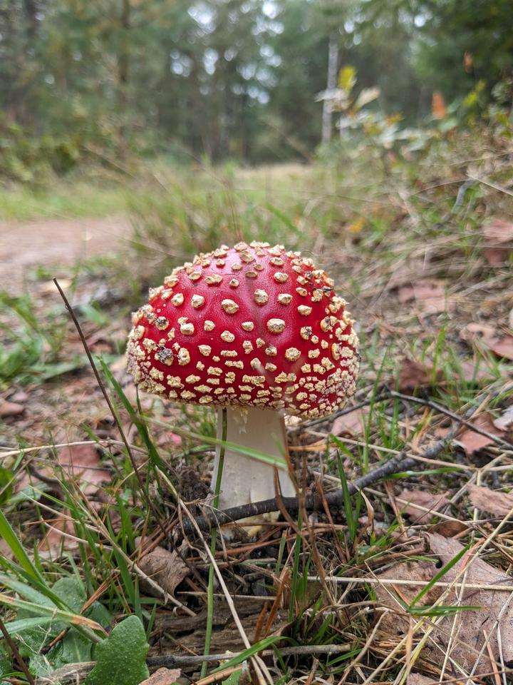 Your typical red and white mushroom, still fresh from the ground.