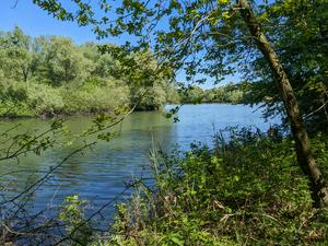 A small lake surrounded by trees and grass