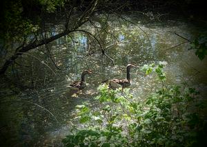 Two geese and their offspring swim away from the shore