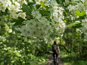 Hawthorn blossom hanging over the path