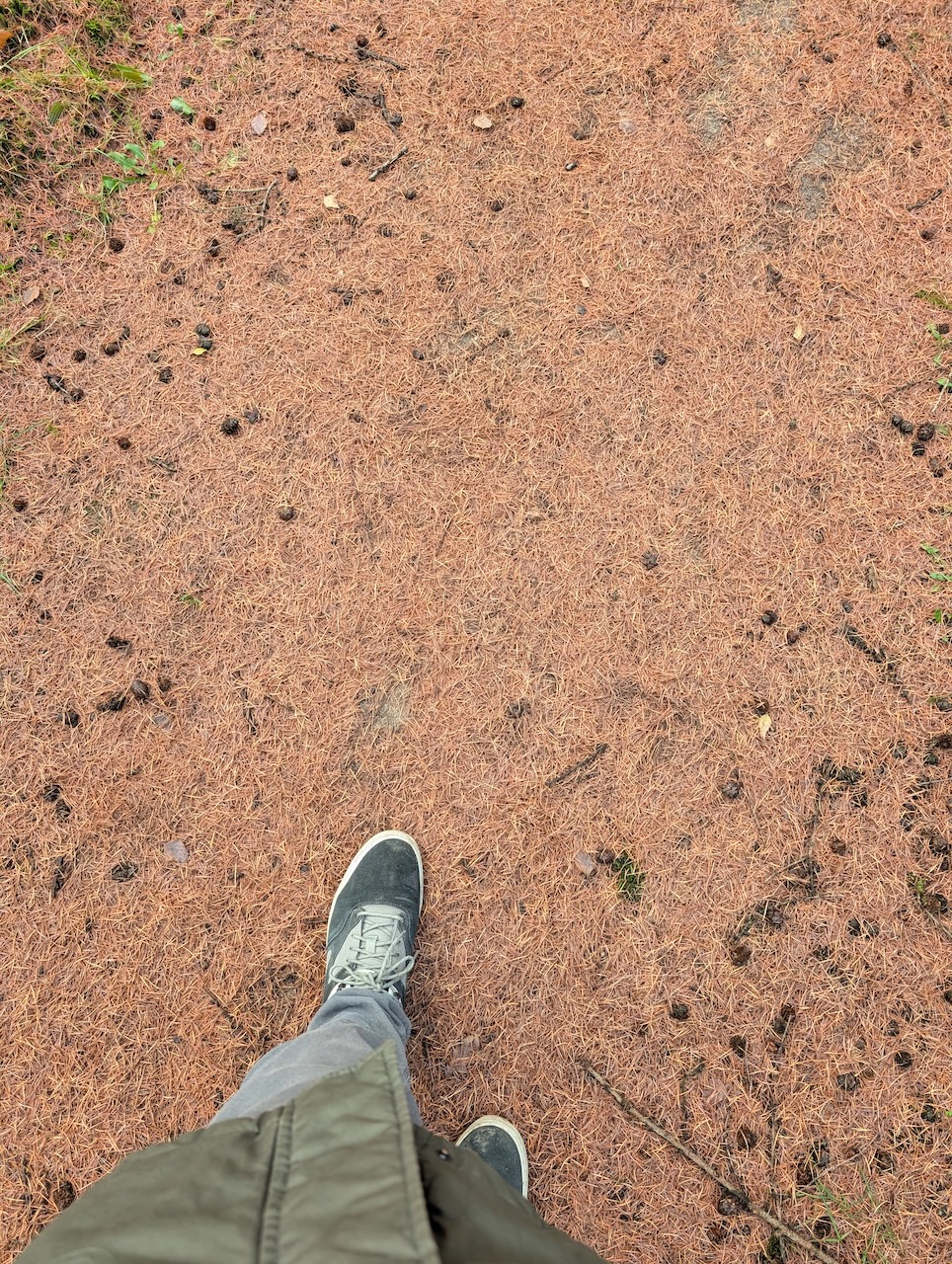 Part of a jacket and shoe are visible, as we pan to the forest ground, covered in orange pine needles