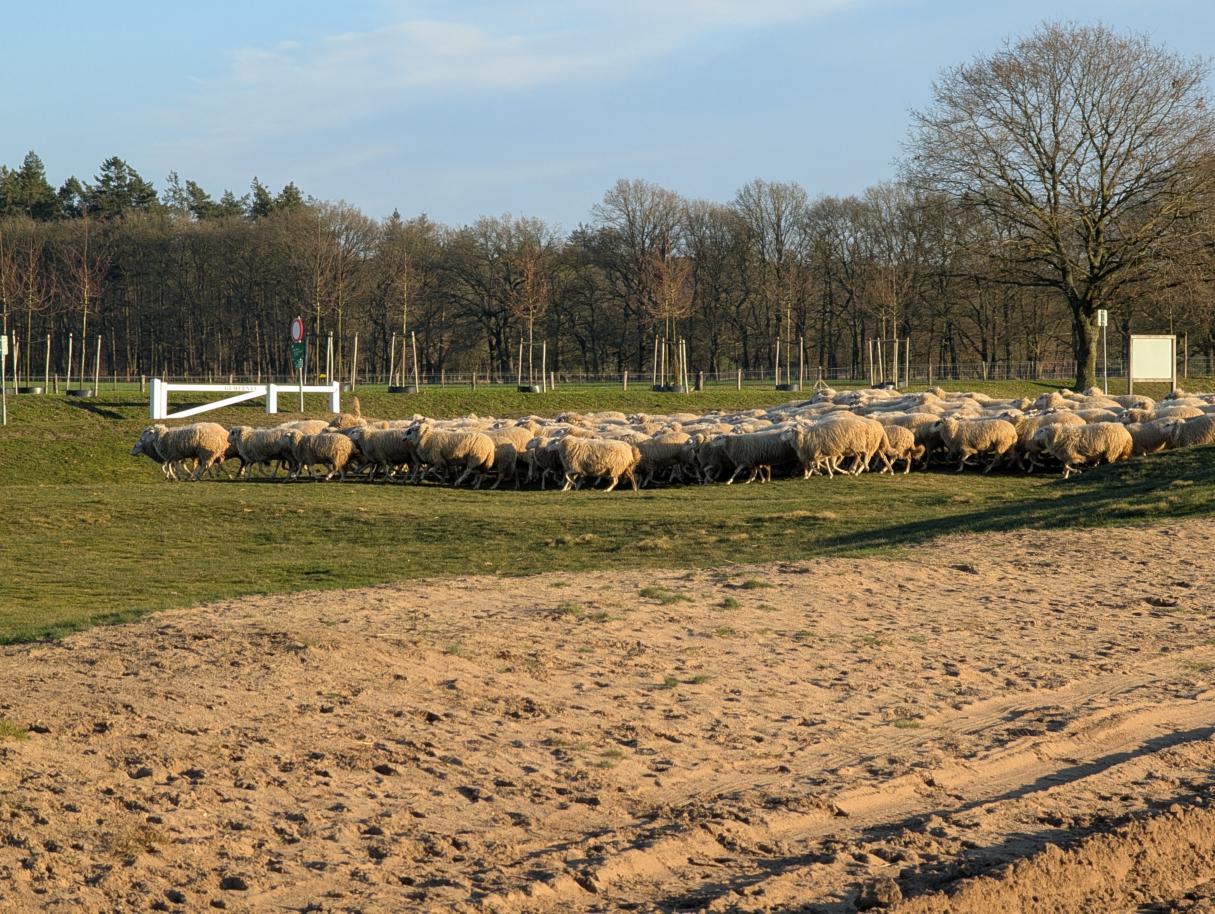 A flock of sheep is running back to their pen, after being out several hours on the heathland