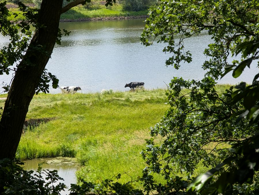 Cows cooling down in between the jetties of the Nether Rhine