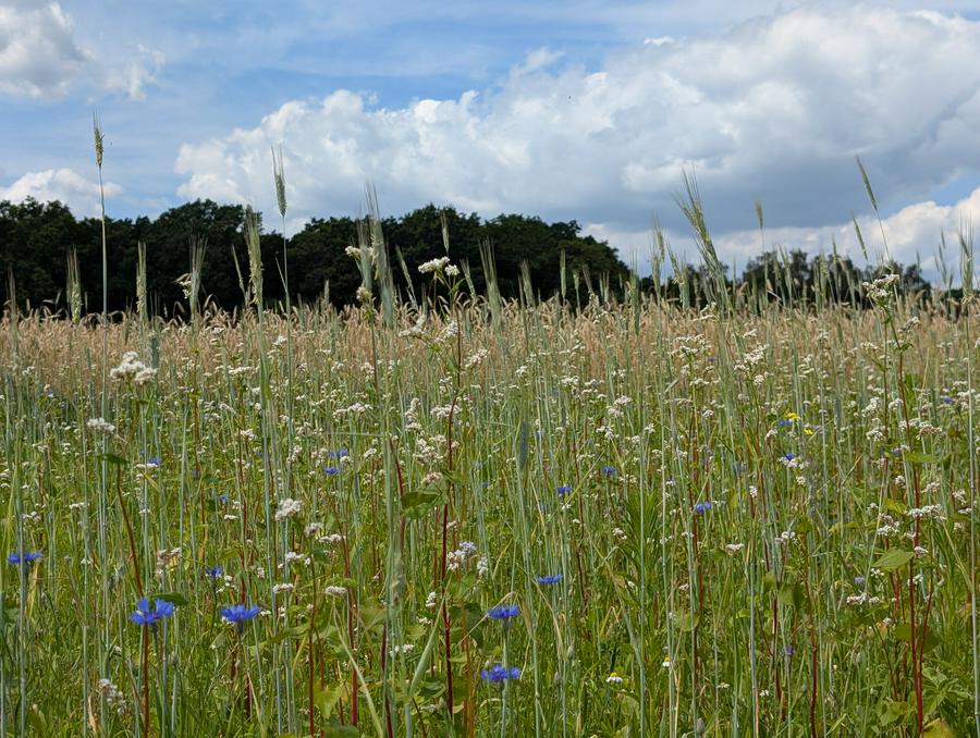 Wheat field with cornflowers
