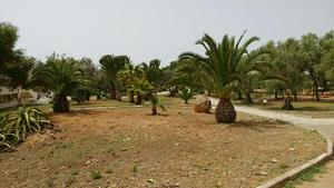 If you come from a wet Netherlands, even palm trees look exotic