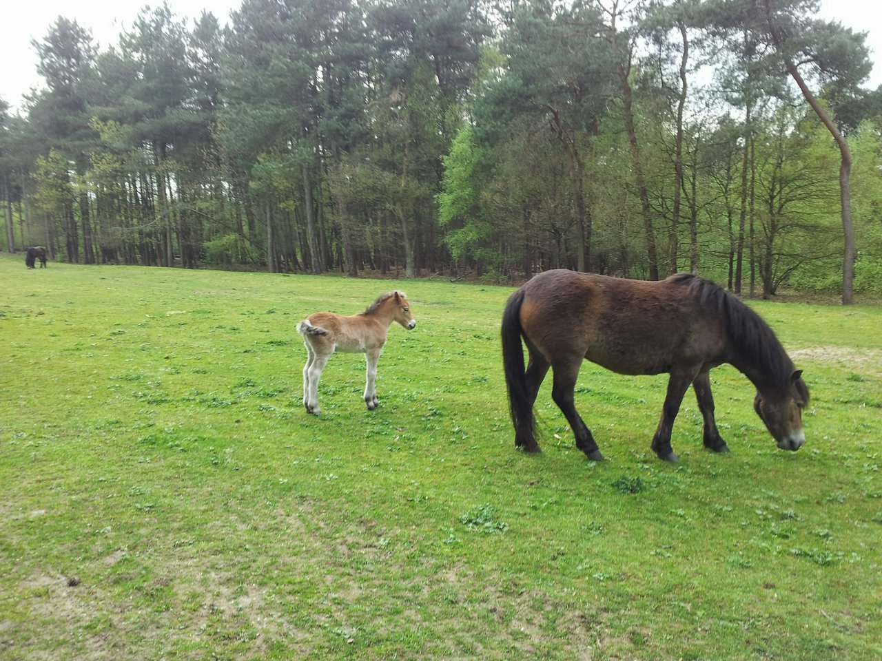 Mother and foal..