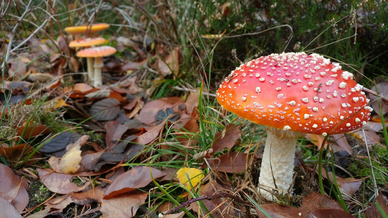 As if you had to draw a mushroom from memory.