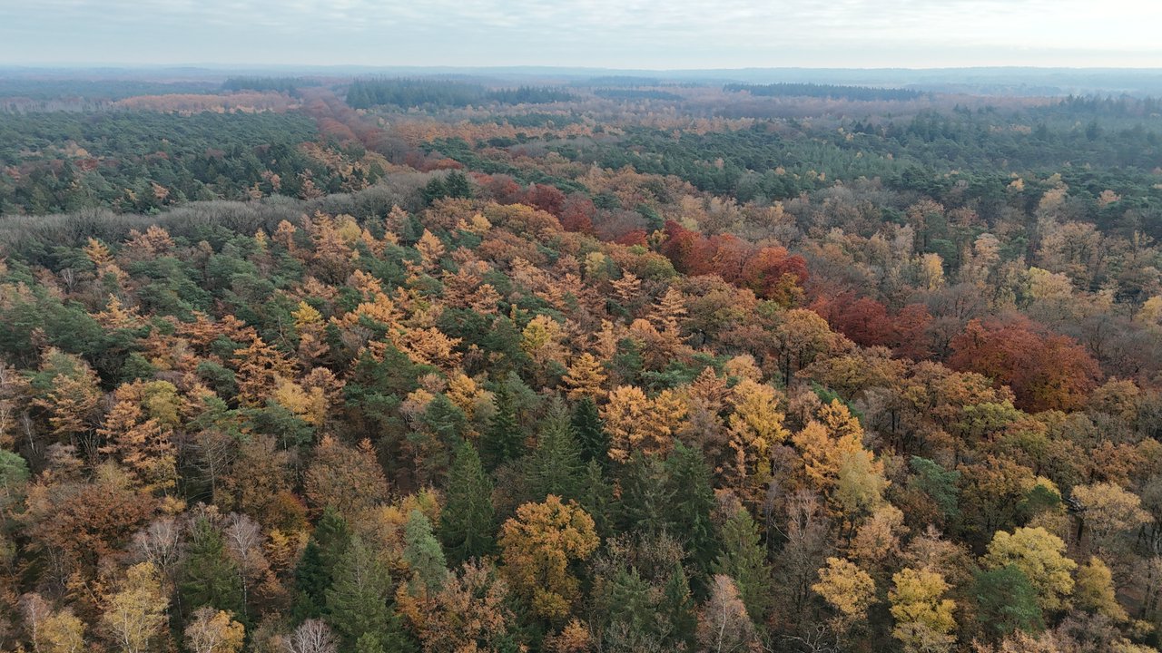 The top of trees talk about autumn..
