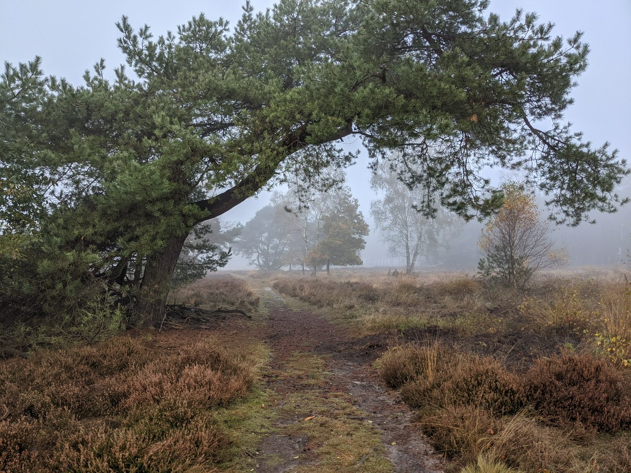 Foggy day on Ginkelese Heide