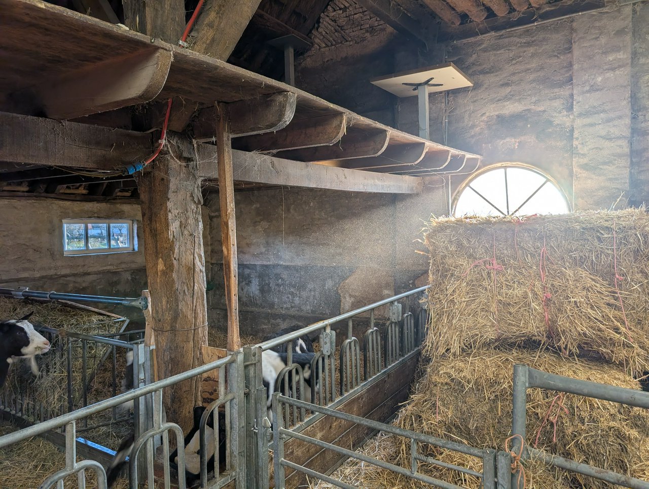 Sunrays snitch on dusty barn, goats unbothered
