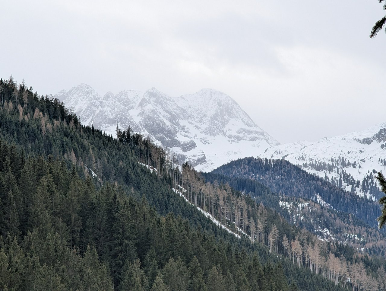 Cloudy mountains and pine trees.