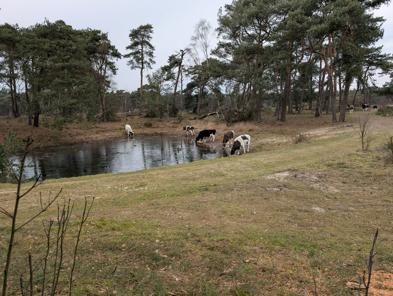 Danish Jutland breed cows on the heath of Wekeromse Zand