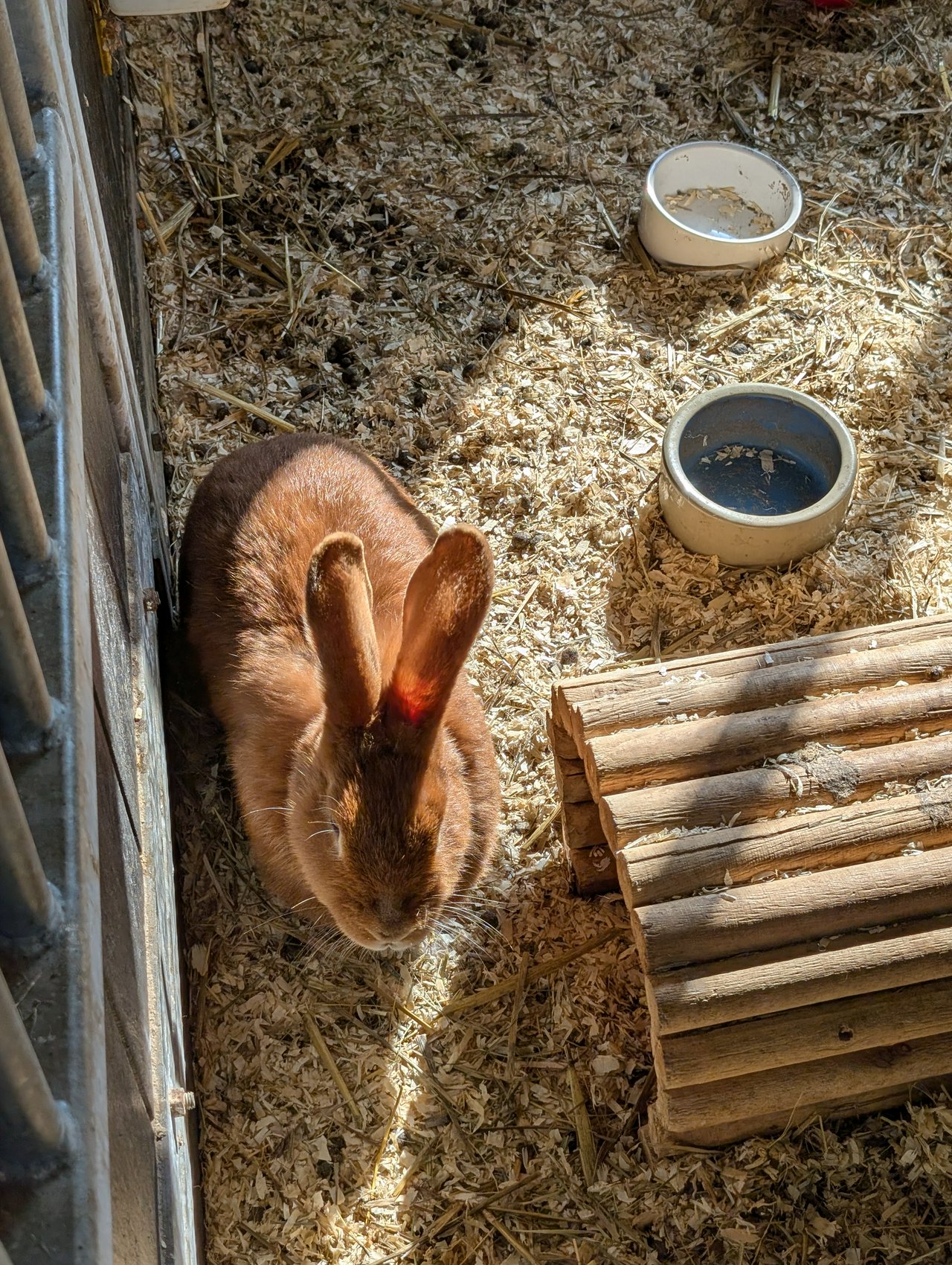 Bunny! ππ