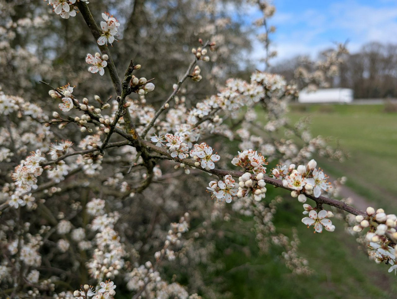 Nice blossom, very fragrant.. 
