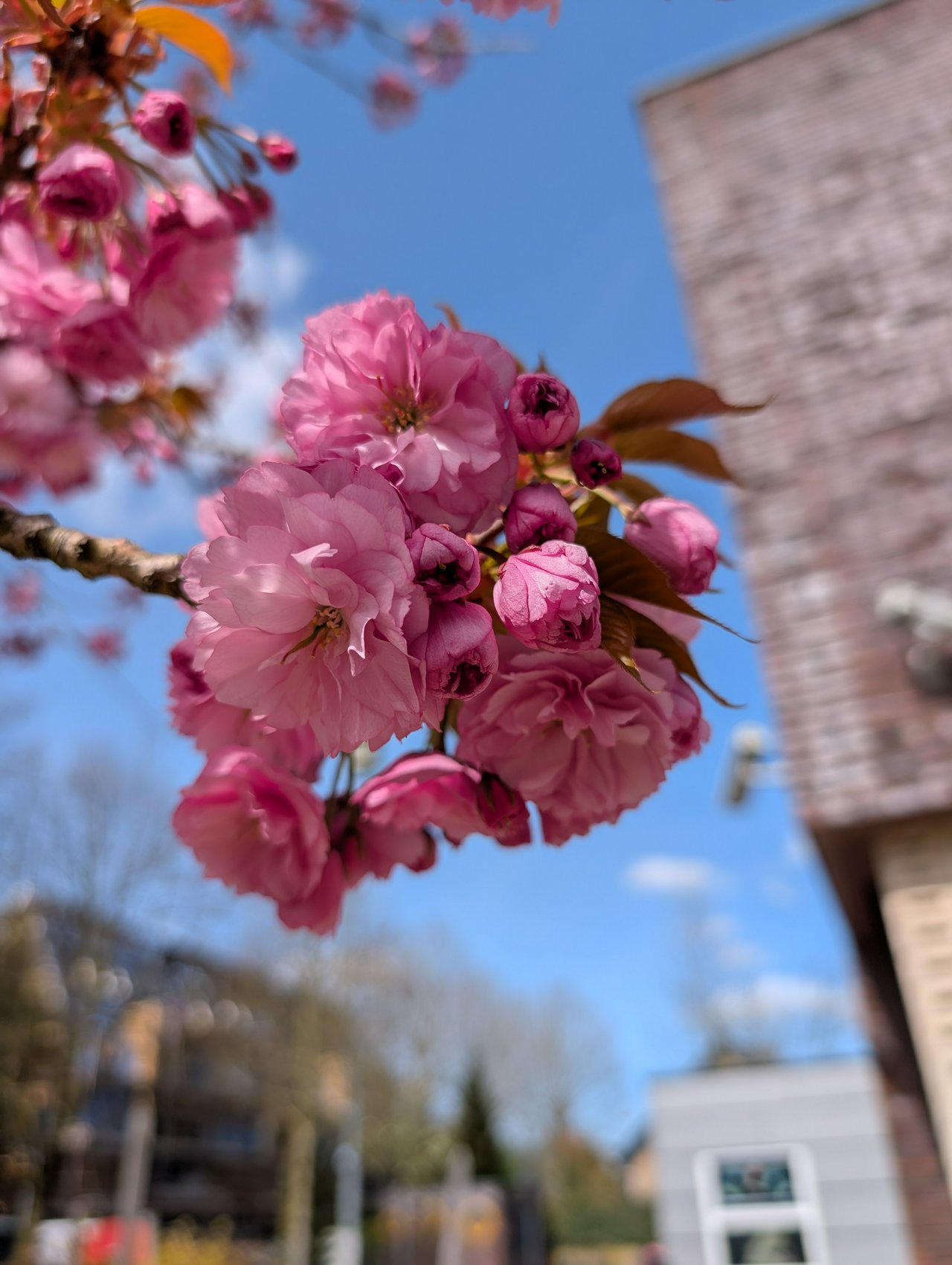 Pink blossom