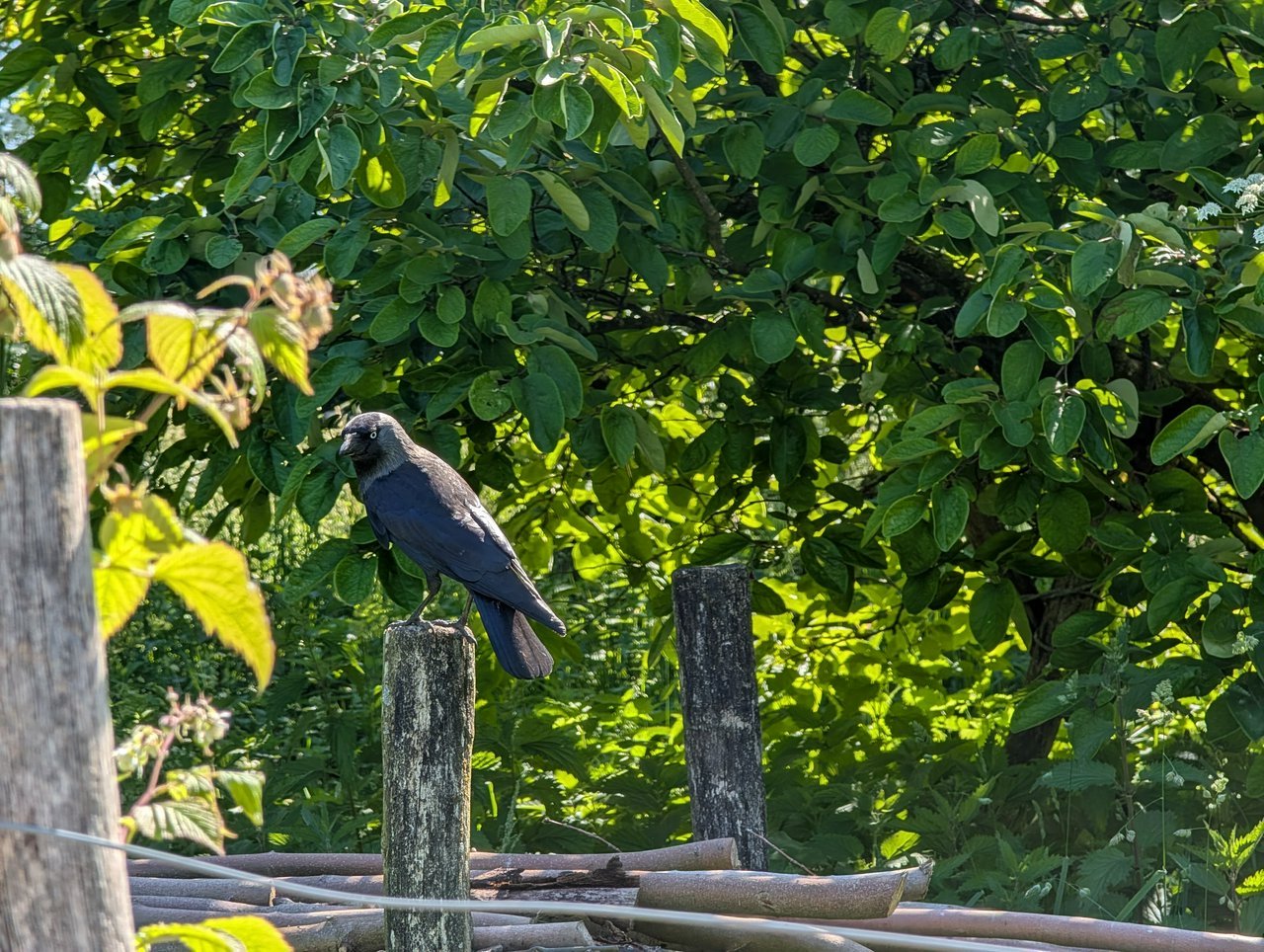 Jackdaw keeps an eye on us