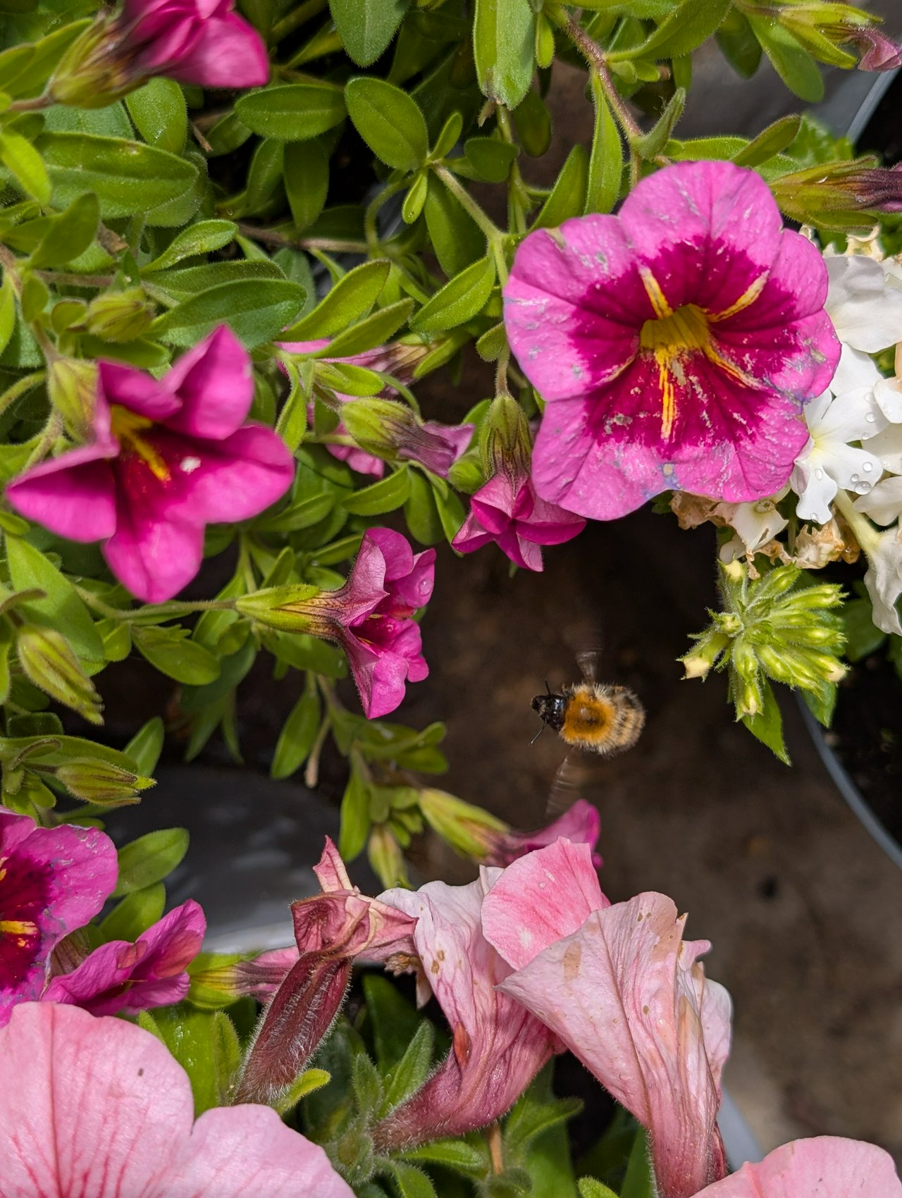 Bee investigating my flowers. 🌺