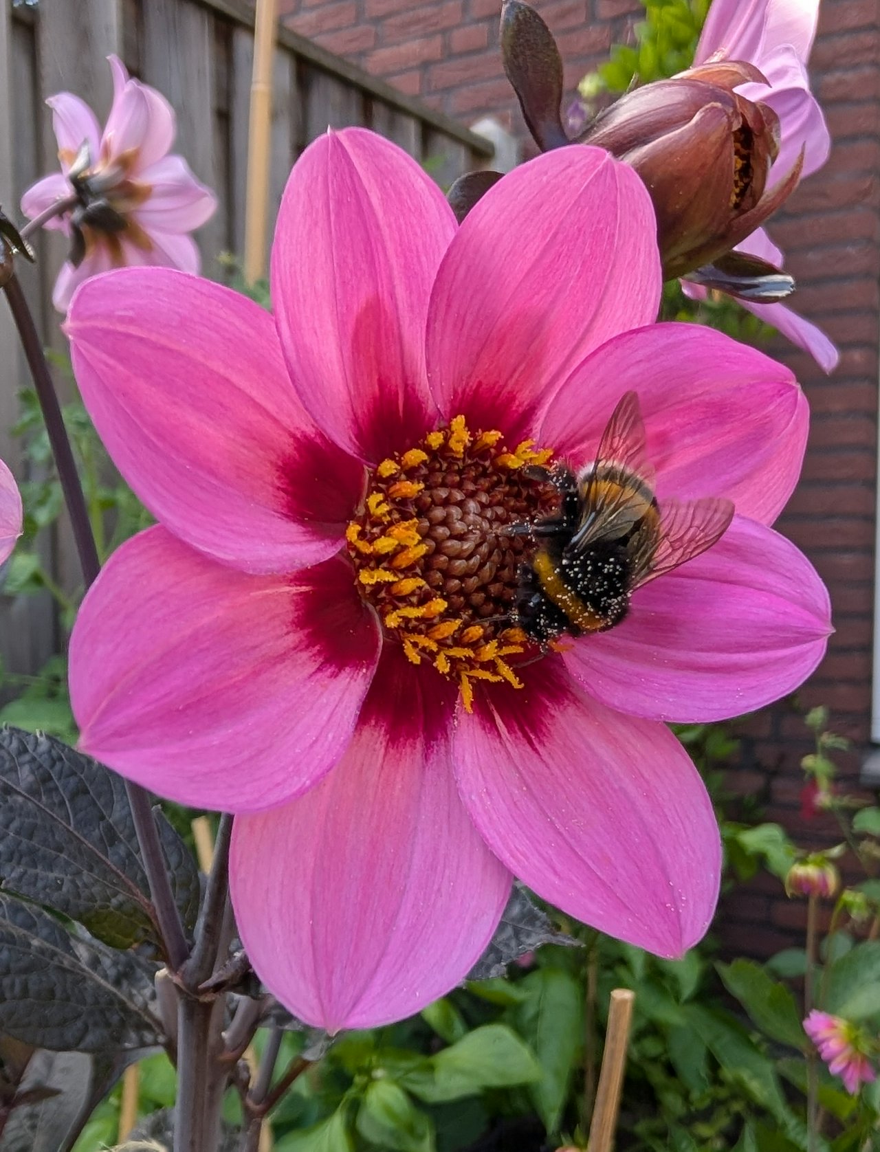 Bumblebee covered in pollen π
