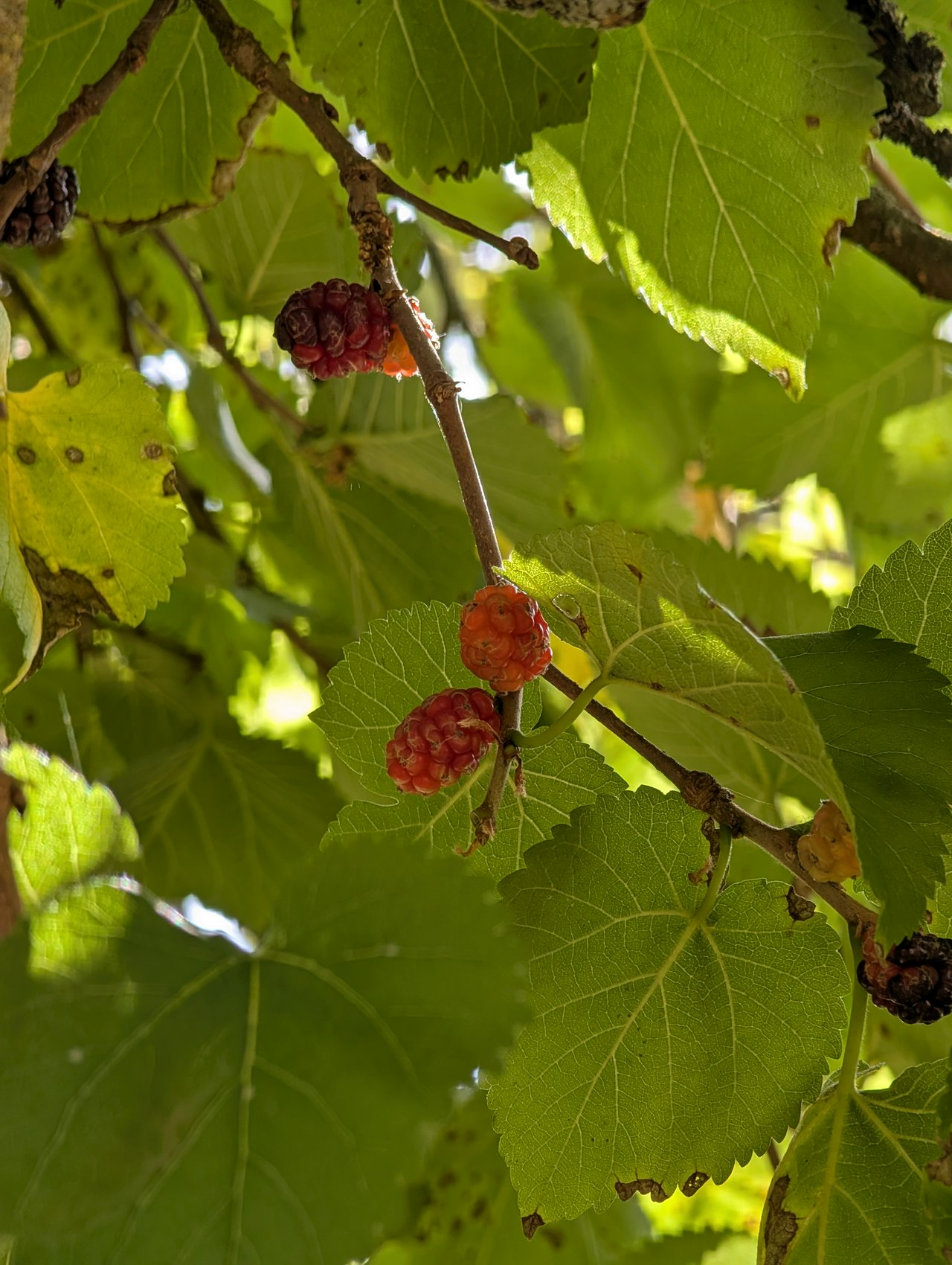 Mulberries in a tree