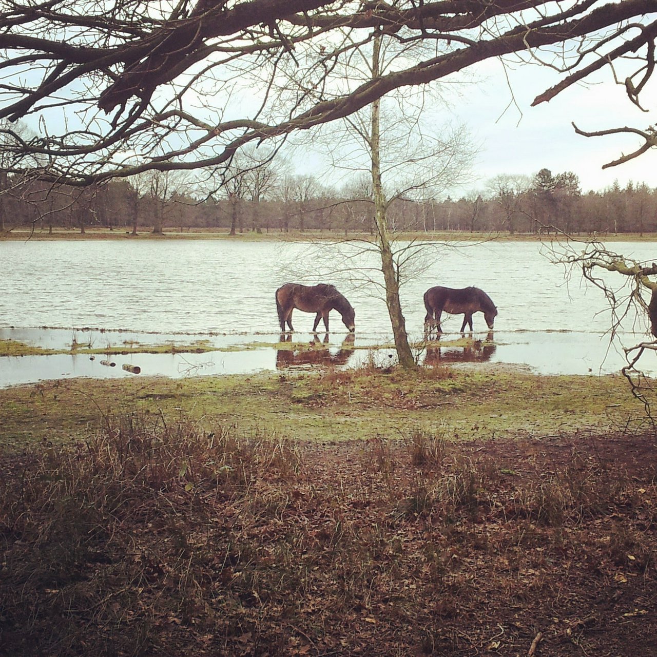Exmoor ponies at Herperduin