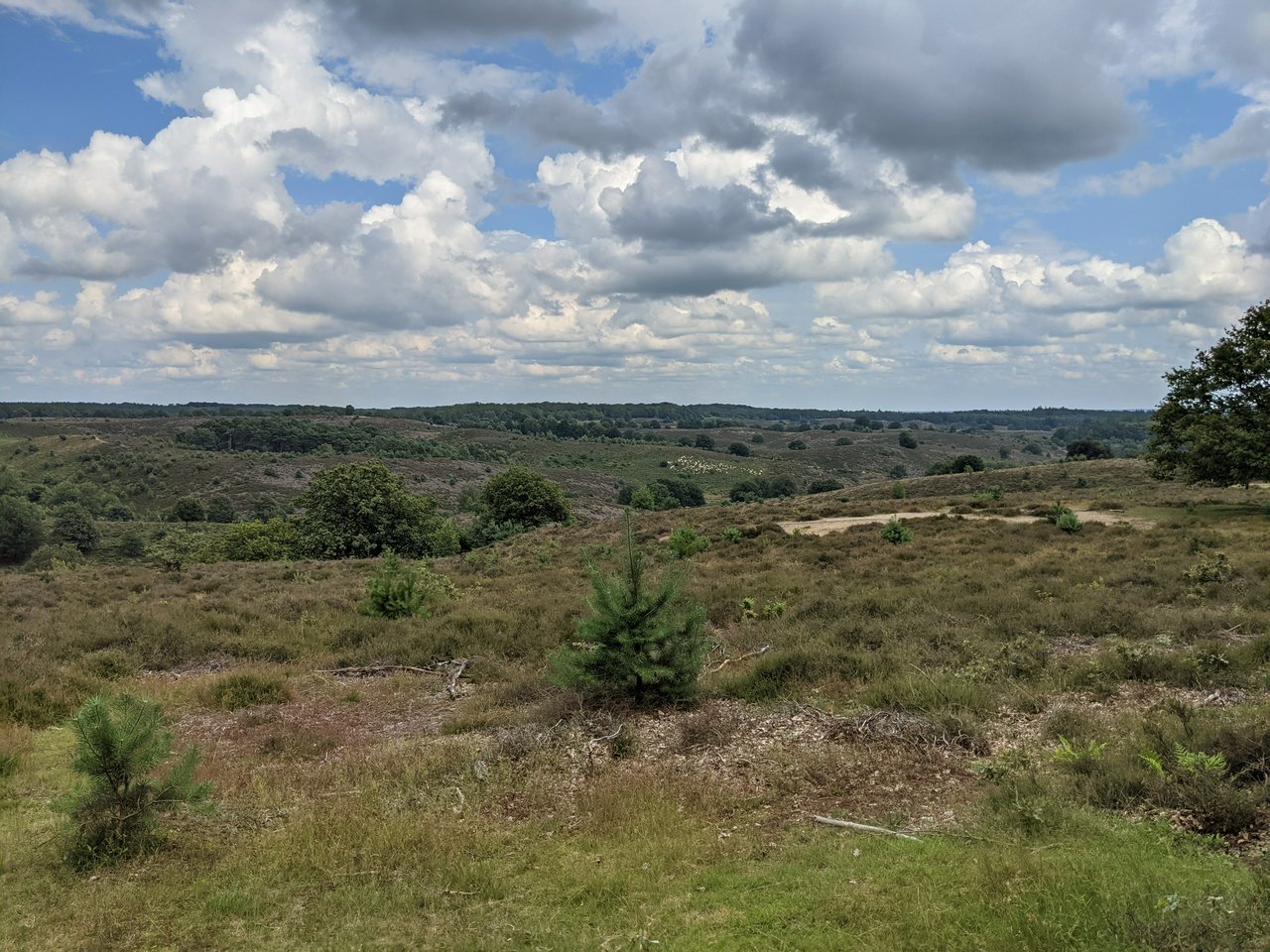 Rolling hills of Veluwezoom. A flock of sheep can be seen.