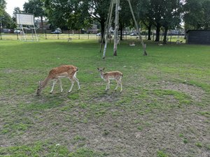 Hi Bambi! 🦌