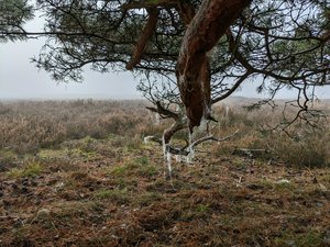 Wet sheep fur strands on a tree branch they like to scratch against