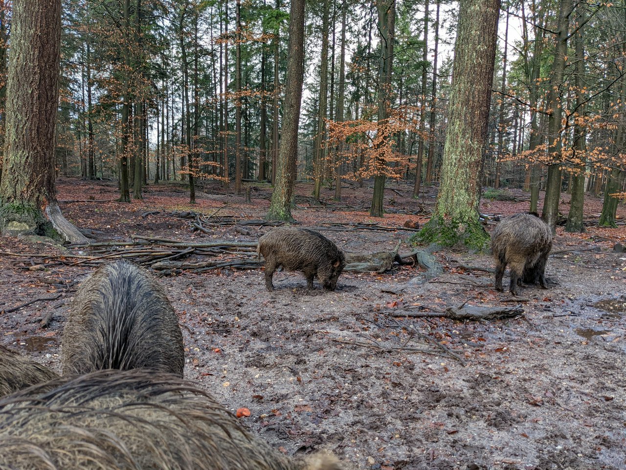 (Enclosed) wild boars in park