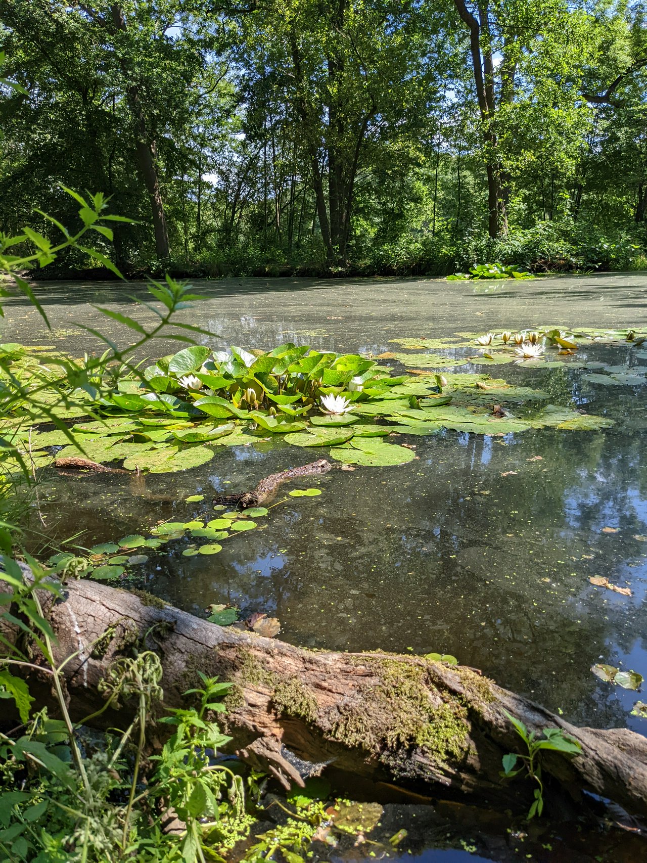 Lillies in a pond