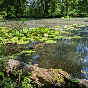 Lillies in a pond