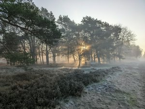 Misty morning in the forest.