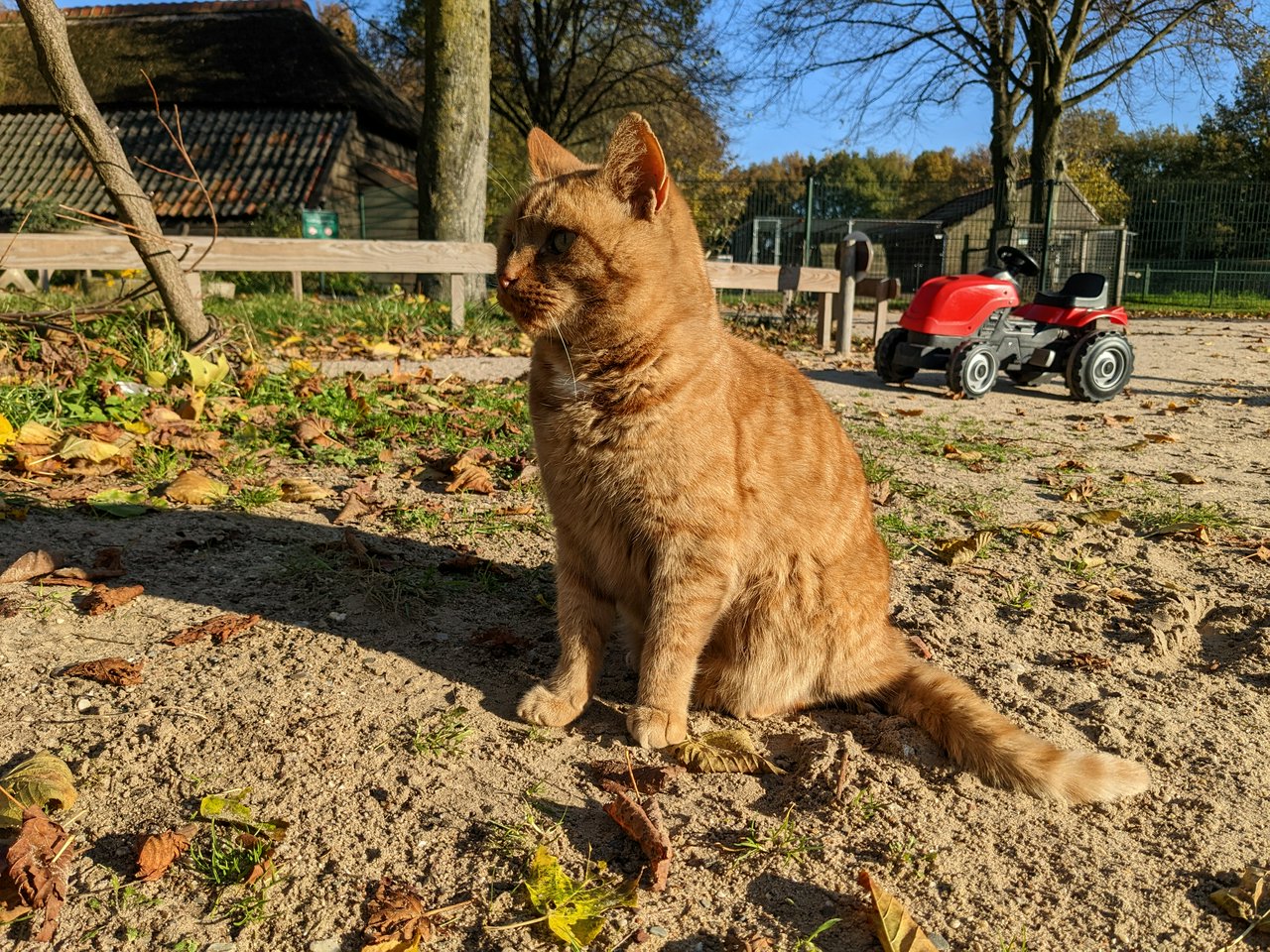 This animal pet farm cat always comes out to see which of the children would like to pet them. 🐱