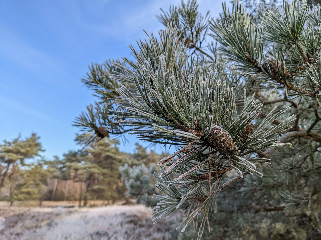 Frozen pinecones