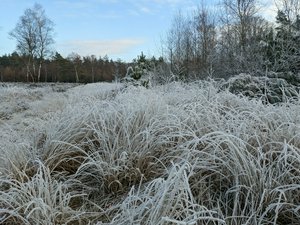 Frozen dew on the grasses