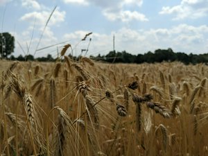 Wheat field.

A hike near the town of Kessel, the river Niers and the Graefenthal cloister.