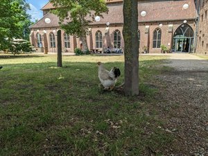 Chickens enjoying their life at Graefenthal Cloister

A hike near the town of Kessel, the river Niers and the Graefenthal cloister.