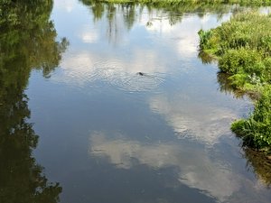 A beaver swimming in their habitat

A hike near the town of Kessel, the river Niers and the Graefenthal cloister.